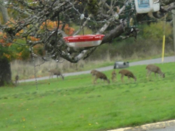 Approaching deer herd